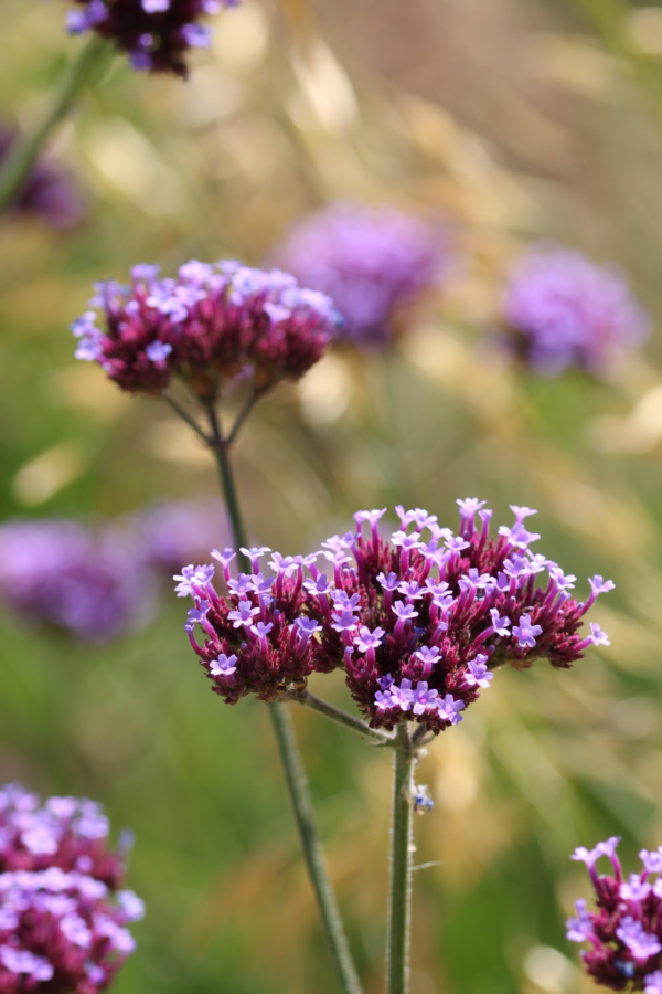 olio essenziale verbena